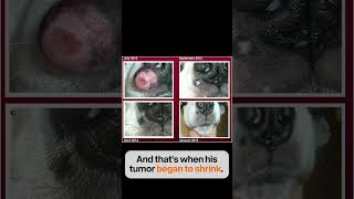 n1 Mast cell tumor disappears when dog is placed on ketogenic diet mastcelltumor ketogenicdiet [upl. by Foley726]