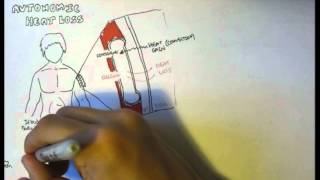 Temperature Homeostasis Regulation [upl. by Lacym]