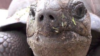 AldabraRiesenschildkröte closeup [upl. by Sheelagh]