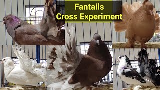 Fantail pigeons New Cross Experiments  New Fantail Breeding Pairs For New Colours [upl. by Aicac]