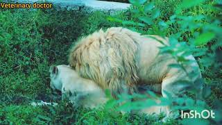 Lion mating full video [upl. by Ailisab]