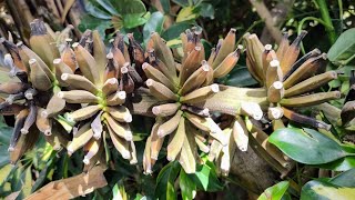 Picking and tasting Wild Banana Musa acuminata var Sumatrana [upl. by Anitak706]