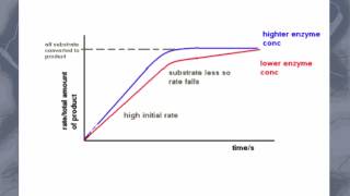 AS level C5 Effect of enzyme and substrate concentration on enzyme activity [upl. by Emmett516]