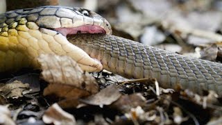 Warning Heres a King Cobra Swallowing Another Snake Whole [upl. by Ynhoj]