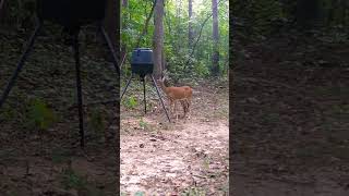 Old Doe still isn’t sure about the feeder in the path crittercam [upl. by Walburga]