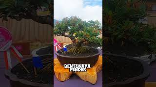 bonsai pirakanta the max pamerandankontesbonsai [upl. by Herbie]