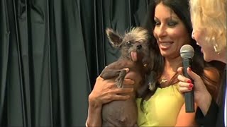 Worlds Ugliest Dog contest accepts rufflooking entries [upl. by Stew571]