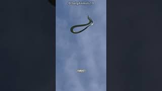 The Flying Snake l Natures Aerial Acrobat [upl. by Bedad]