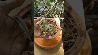 Unique way to Propagate Spider Plant 💚✨shorts gardening plant [upl. by Labotsirhc]