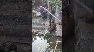 Teamwork To Lift and Drag The Stuck Horse From The Ditch Into Water [upl. by Land]