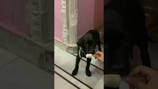 its icecream time riyo riyadoglover doglover youtubeshorts youtube [upl. by Le870]