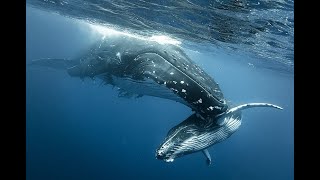 Best whale watching trip on Maui [upl. by Grimes]