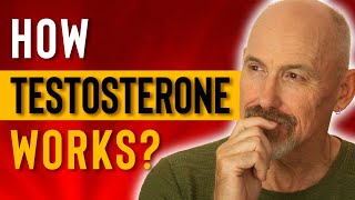 HOW DOES TESTOSTERONE WORK  Why Is Testosterone Important [upl. by Zinah]