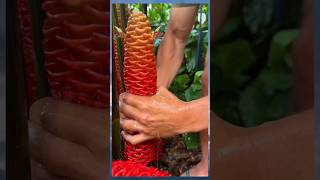 Amazing shampoo flower flowers nature shorts ytshorts youtubeshorts trending viralvideo [upl. by Carlo7]