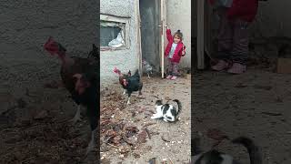 Uçarak güne başlayanlar 🐓🐔 bebekşarkıları animasyon çillihorozum chicken shorts trending [upl. by Eneleuqcaj]