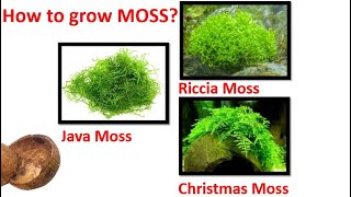 How to grow moss variety in coconut shell Riccia Java Christmas pelia moss [upl. by Ahl]