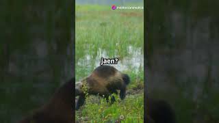 Wolverine vs Honey Badger Kaun Jeetega [upl. by Benedikta]