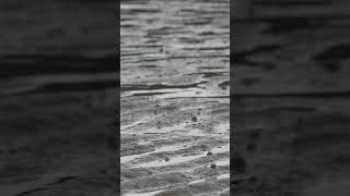 The Sound of Waves and Rain 🌊☔  Healing ASMR relaxingmusic nature rain [upl. by Sleinad]