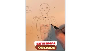 Drawing the External Oblique muscle figureanatomy anatomyart anatomy art anatomydrawing [upl. by Ulrich]