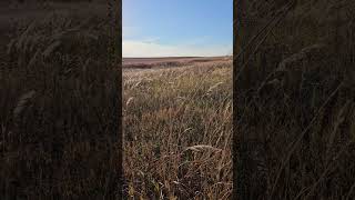 Tallgrass Prairie [upl. by Rotciv]