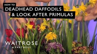 How To Deadhead Daffodils And Look After Primulas  Waitrose [upl. by Siffre809]