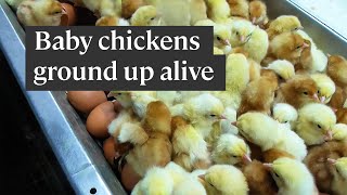 Why the egg industry shreds baby chicks alive [upl. by Ede288]