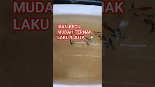 IKAN KECIL TERMAHAL WA 0857 9113 3394 [upl. by Haddad]