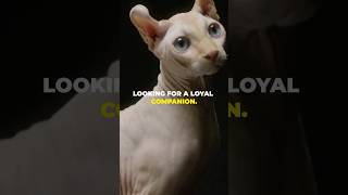 Sphynx Cat Discover Intestesting Facts You didn’t Know shorts petlovers sphynx [upl. by Ellerud]