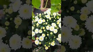 White Chrysanthemums Flower trending flowers plants [upl. by Tezile]