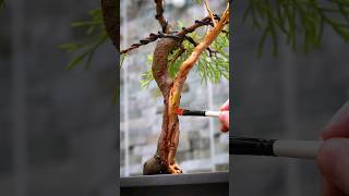 How To Apply Lime Sulphur to Your Bonsai Trees 🖌️ [upl. by Sidonius601]