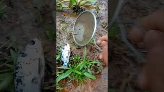 Wow Found koi fish in the lake fishing koi fish mancing fishinglife fishingvideo [upl. by Annamaria]