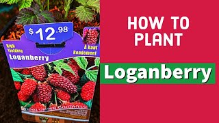 How to Plant Loganberries howto howtoplant [upl. by Larrabee]