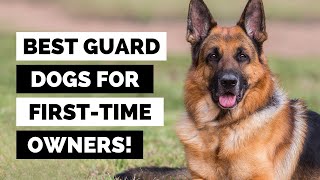 FirstTime Dog Owner Discover the Ultimate Guard Dogs for Beginners [upl. by Slemmer814]