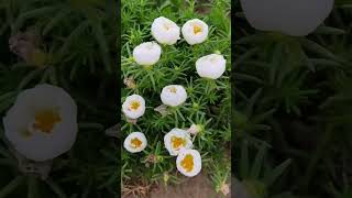 Seeds portulaca flower plant so beautiful shortvideo flowers howtogrowportulaca gardenflower [upl. by Leitman]