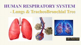 Lec 02 Lungs amp TracheoBronchial Tree  Human Respiratory System [upl. by Aibara]