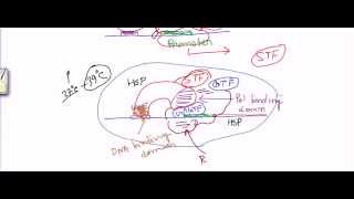 Transcription factors [upl. by Chamkis739]