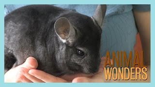 Chinchillas What Where and How [upl. by Eycal]