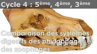 SVT  Cycle 4  COURS  Comparaison des systèmes digestifs des phytophages et des zoophages [upl. by Cuda87]