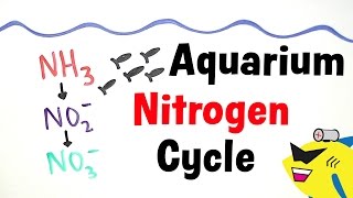 The Aquarium Nitrogen Cycle [upl. by Iams843]