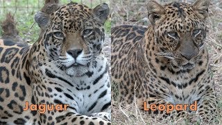 Jaguar VS Leopard  FAQ Friday [upl. by Aisel144]