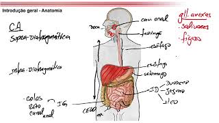 Introdução Digestório Morfofuncional AnatomiaHistologiaFisiologia [upl. by Eita]