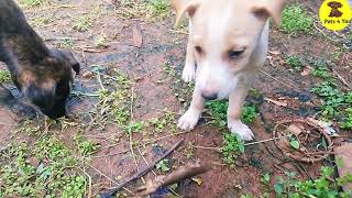 Dog babiesPuppy viral videosdoglover animals shortsviral pets babypuppies reels [upl. by Cavallaro]