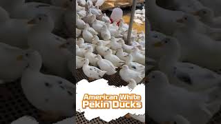 ShortsReelsAmericanWhitePekinDucks sikderpigeonbd birds foryou duck pigeon pets animals [upl. by Stelmach]