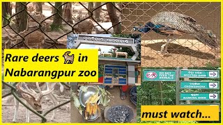 Rare deers 🦌 in Nabarangpur zoo  best places to visit in Nabarangpur  odisha me aap ka swagat hai [upl. by Lennahc786]