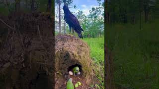 An eagle flies into a pair of parrot nestsbird wildlife animals parrot love [upl. by Derag]