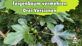 Feigenbaum vermehren  drei Versionen zum vermehren [upl. by Hairu950]