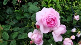 David Austin English Roses In The Garden Growth Habit [upl. by Alpheus]