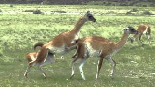 GUANACOS ENAMORADOS HACIENDO UN ACTO DE AMOR DELANTE NUESTRO [upl. by Hamann]