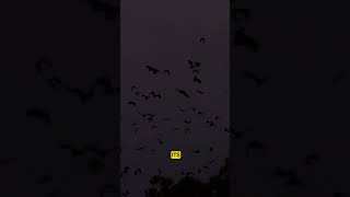 How Do Bats Use Echolocation Natures Nighttime Navigators facts bats shorts [upl. by Atekihc]