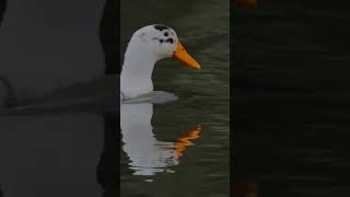 Duck Swimming and Quacking Across the Pond Close Up [upl. by Cohberg]